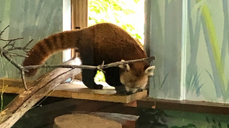 Photo of a Red Panda